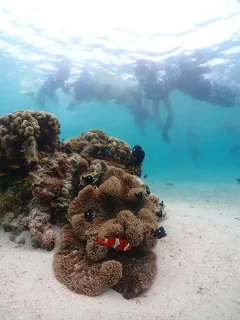【宮古島・新城海岸シュノーケル体験記】ウミガメとニモに会えたけど…注意点も正直レビュー