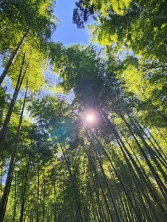 【大人の散策レポ】混雑だけじゃない！2025年秋、金閣寺から嵐山まで巡って見つけた京都の「本当の顔」