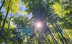 【大人の散策レポ】混雑だけじゃない！2025年秋、金閣寺から嵐山まで巡って見つけた京都の「本当の顔」