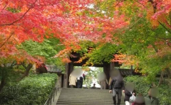 鎌倉・円覚寺の紅葉を現地レビュー！見どころと混雑、がっかりポイントも正直に解説
