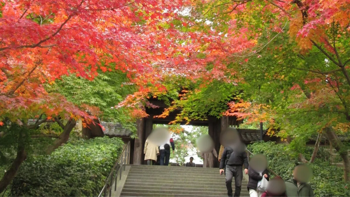 鎌倉・円覚寺の紅葉を現地レビュー!見どころと混雑、がっかりポイントも正直に解説