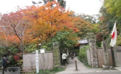 紅葉の明月院を徹底レビュー！「悟りの窓」30分待ちの価値は？混雑状況も解説