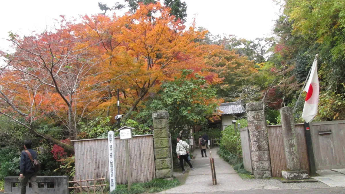 紅葉の明月院を徹底レビュー!「悟りの窓」30分待ちの価値は?混雑状況も解説