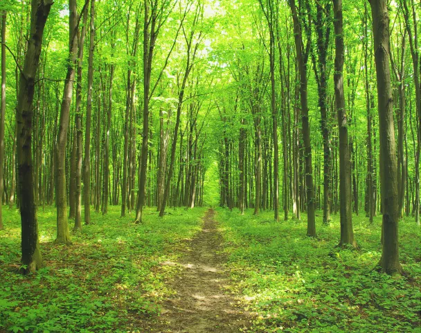 クマ被害“過去最多”更新中　神奈川の猟師が植樹で挑む“共生の森”づくり
