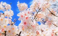 NGT48・藤崎未夢「卒業は来年春頃を予定しています」なぜ卒業＆芸能界引退なのか、キャプテンが下した決断