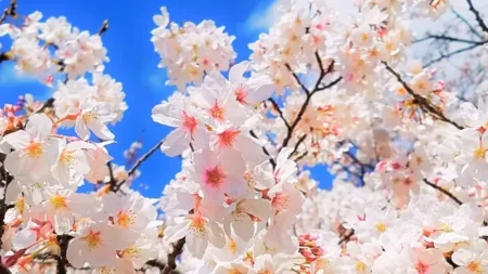 NGT48・藤崎未夢「卒業は来年春頃を予定しています」なぜ卒業＆芸能界引退なのか、キャプテンが下した決断