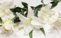 『SLAM DUNK』安西先生役・西村知道さん逝去 その名演を振り返る声続々。