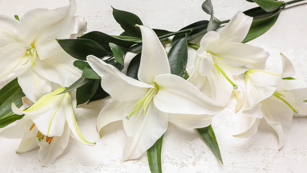 漫画家・鹿子さん(37)急逝に「若すぎる」の声　年間50名の希少がん・脈絡膜悪性黒色腫で闘病も最後まで筆を…『満州アヘンスクワッド』の今後にも触れていた