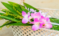 「ぼくちん、16才になれなかったよ」人気コーギー・ノエさん訃報に悲しみの声 17.7万人にYouTubeで闘病公開、最期まで愛された15年