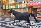明治大馬術部の馬が一時脱走も、自力で帰宅の珍事に「馬の名前は？」「お散歩してただけ？」「かわいすぎる」と話題に