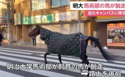 明治大馬術部の馬が一時脱走も、自力で帰宅の珍事に「馬の名前は？」「お散歩してただけ？」「かわいすぎる」と話題に