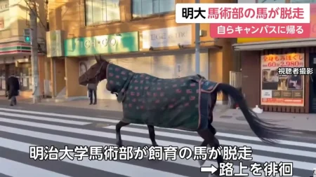 明治大馬術部の馬が一時脱走も、自力で帰宅の珍事に「馬の名前は？」「お散歩してただけ？」「かわいすぎる」と話題に