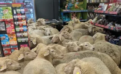 「ちゃんと退店して偉い」ドイツ・羊50頭がスーパー乱入も自ら退店、明大の馬に続く”自力帰還”に驚きの声