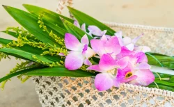 「ぼくちん、16才になれなかったよ」人気コーギー・ノエさん訃報に悲しみの声 17.7万人にYouTubeで闘病公開、最期まで愛された15年