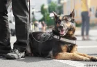 警察犬・ジゲン号の名前の由来と１度目の解決した事件とは？2度目のお手柄で「今の気持ちは？」→マイクカプッ 再び話題に