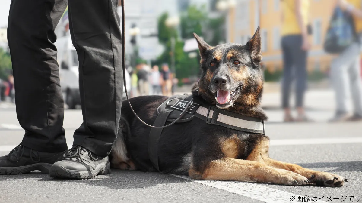 警察犬・ジゲン号の名前の由来と１度目の解決した事件とは？2度目のお手柄で「今の気持ちは？」→マイクカプッ 再び話題に