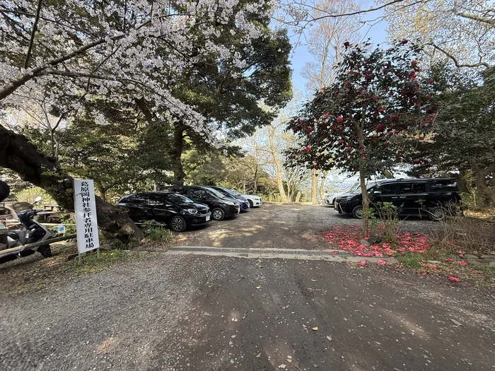 画像 駐車場と桜と椿