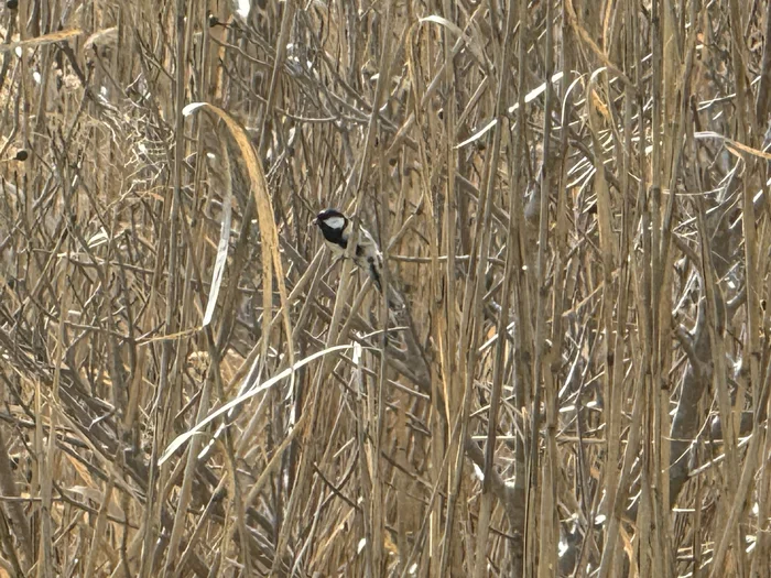 店周辺の葦原の野鳥