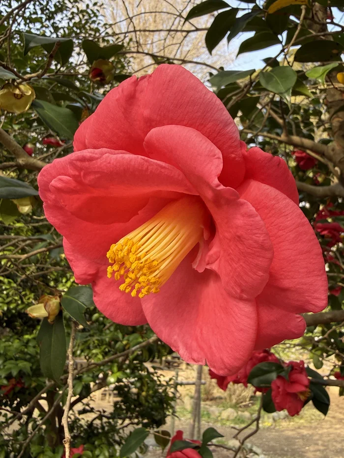 画像 大きな椿のクローズアップ