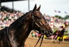 エイシンフラッシュが本日5/10東京競馬場でお披露目　ローズガーデンで4回お披露目、NHKマイルC当日に凱旋