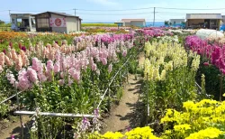 南房総「白間津のお花畑」で海と花のコントラストに感動！入場料無料の花摘み体験と最高の撮影スポットを写真多めでレビュー　