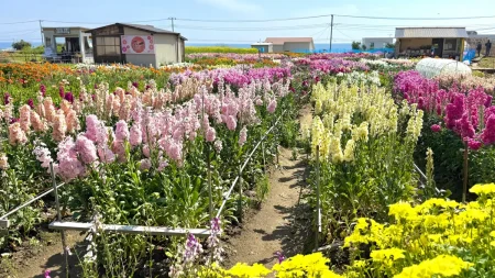 南房総「白間津のお花畑」で海と花のコントラストに感動！入場料無料の花摘み体験と最高の撮影スポットを写真多めでレビュー　