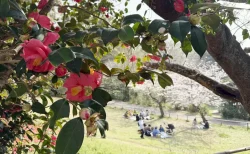 【鎌倉・葛原岡神社】桜と椿の絶景コラボ！縁結びのパワースポットを春休みに行ってみた＆駐車場のリアルな注意点