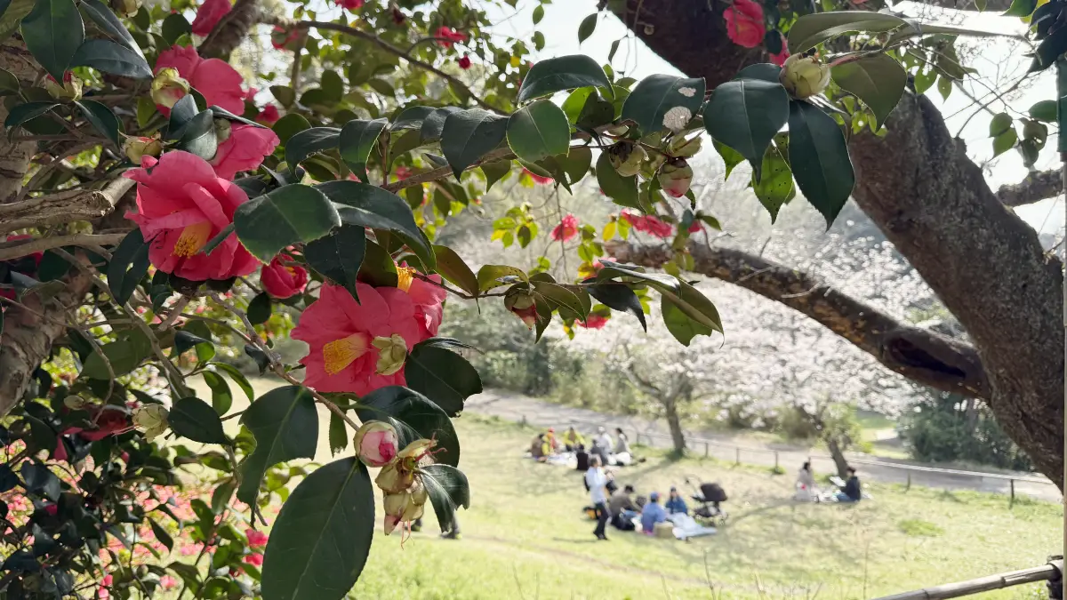 【鎌倉・葛原岡神社】桜と椿の絶景コラボ!縁結びのパワースポットを春休みに行ってみた&駐車場のリアルな注意点