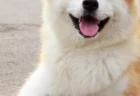 秋田犬「ゆめ」死亡していた――プーチン大統領に贈呈から13年、ロシア大統領府がひっそり認める「悲しいお知らせ」