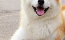秋田犬「ゆめ」死亡していた――プーチン大統領に贈呈から13年、ロシア大統領府がひっそり認める「悲しいお知らせ」
