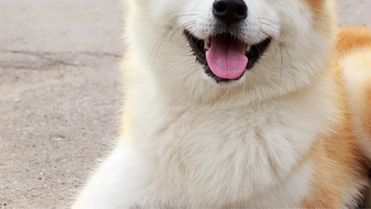 秋田犬「ゆめ」死亡していた――プーチン大統領に贈呈から13年、ロシア大統領府がひっそり認める「悲しいお知らせ」