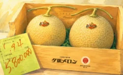 夕張メロン初競りが2玉580万円、史上最高値更新、前年100万円から5.8倍に