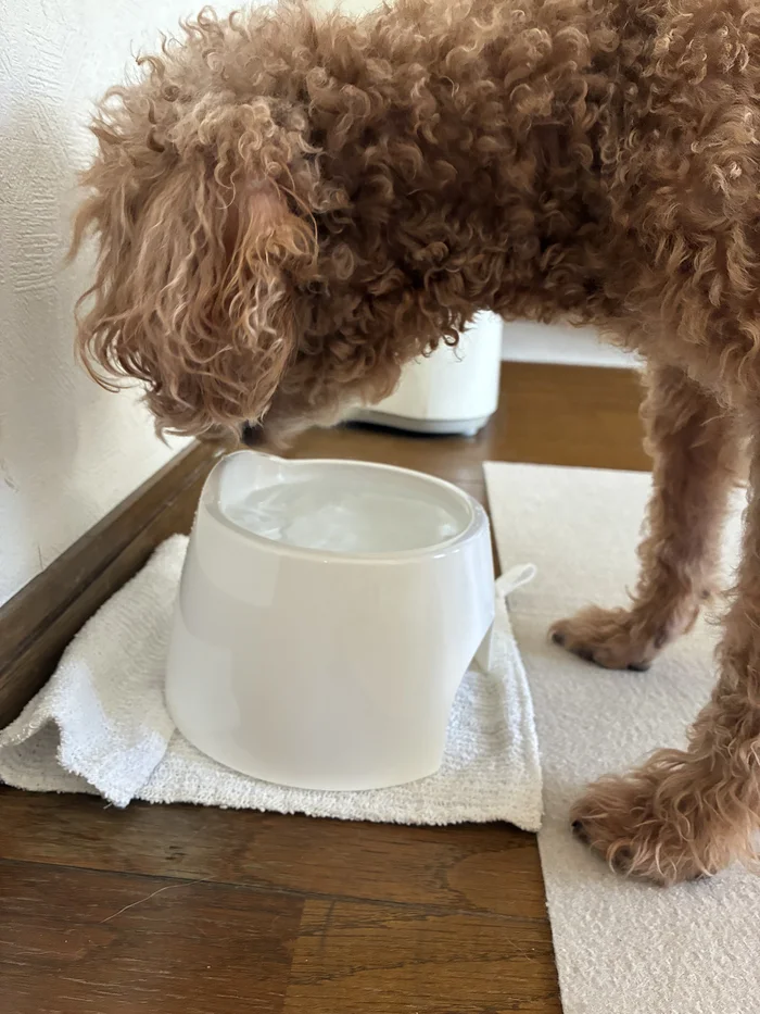 画像 トイプードルがセリアのフードボウルから水を飲む様子