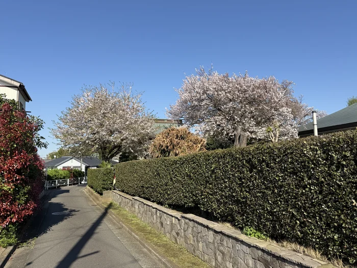 石垣と生垣ぞいの道の先に咲く桜の木