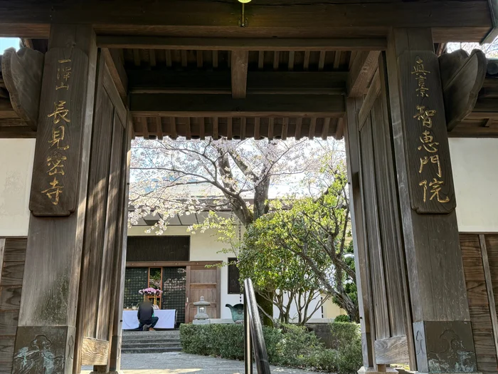 山門の柱の間から見える本堂と満開の桜