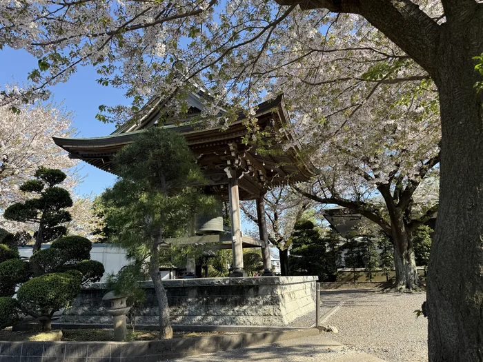 満開の桜に囲まれた寺の鐘楼と剪定された松