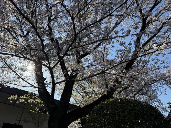 青空を背景に見上げた満開の桜の枝