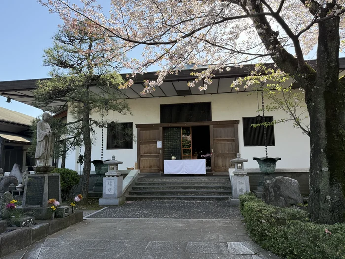 桜の枝が広がる長見寺の本堂と石燈籠