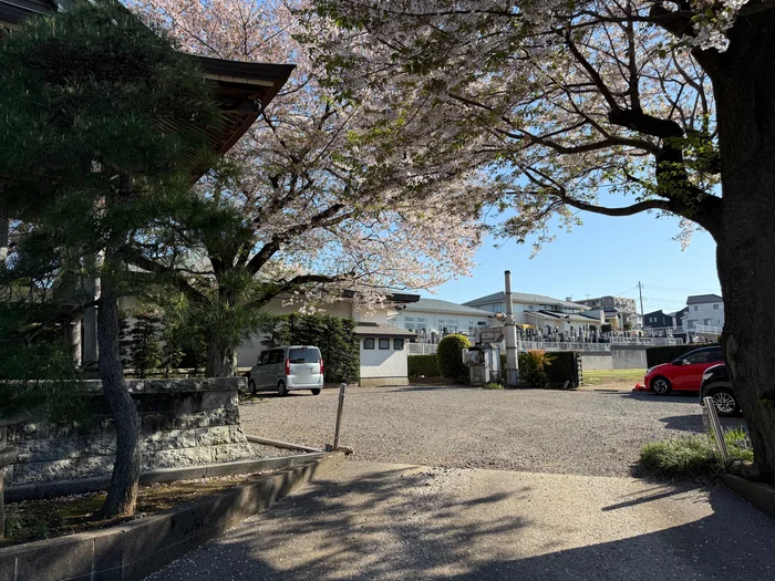 桜の枝ごしに見える霊園と横浜の街並み