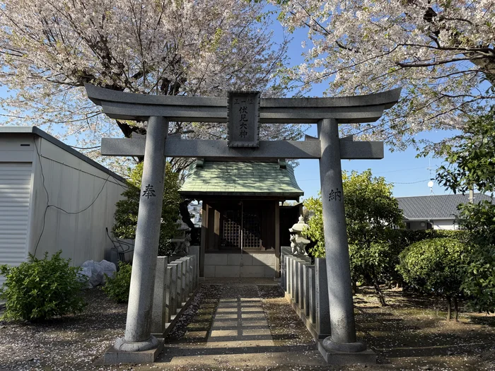 桜に寄り添う石造りの鳥居と稲荷の祠