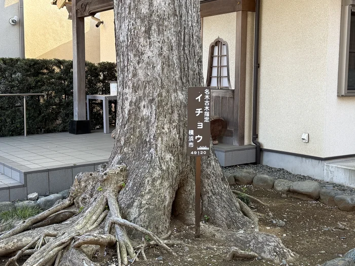 根が大きく張った横浜市指定名木のイチョウの幹