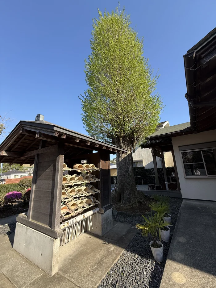 若葉をつけたイチョウと境内の水場