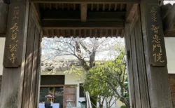 横浜・旭区「長見寺」の桜が想像以上に見事だった！静かに楽しめるお花見お散歩レポ