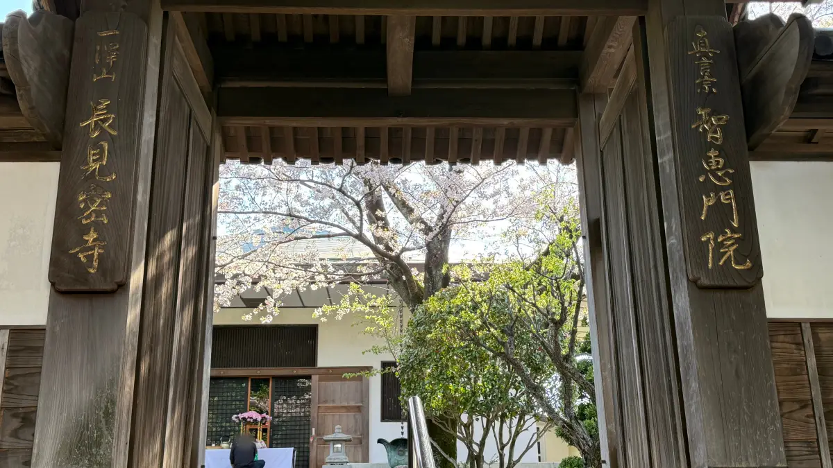 横浜・旭区「長見寺」の桜が想像以上に見事だった！静かに楽しめるお花見お散歩レポ