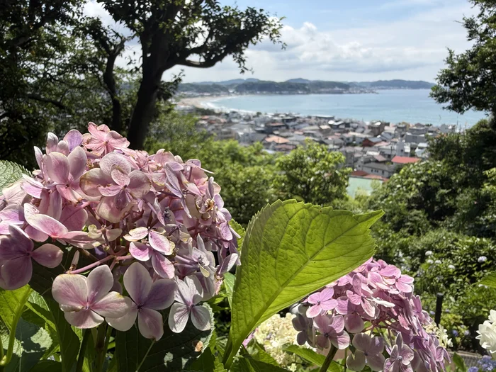 斜面に咲くピンクの紫陽花の向こうに相模湾と鎌倉の街並みが広がる眺め