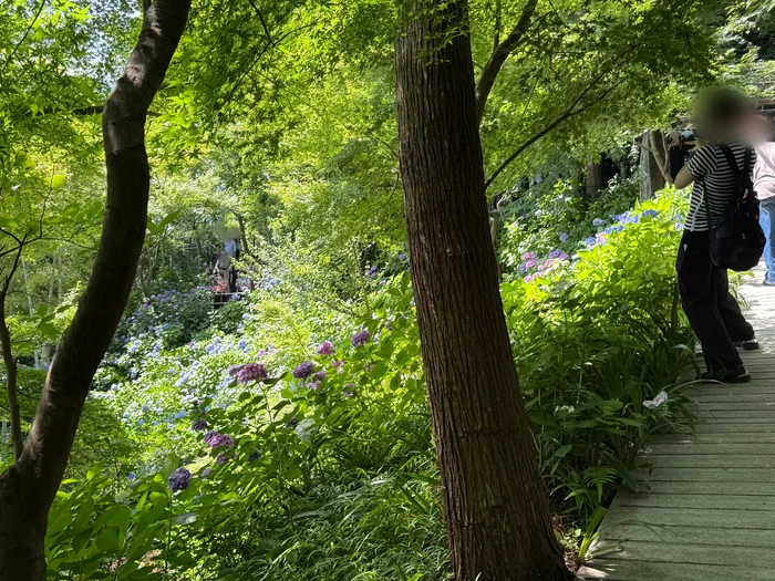 紫陽花にはさまれたあじさい路の木道