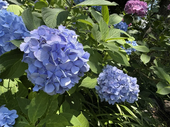 まるく咲いた青いてまり咲きの紫陽花
