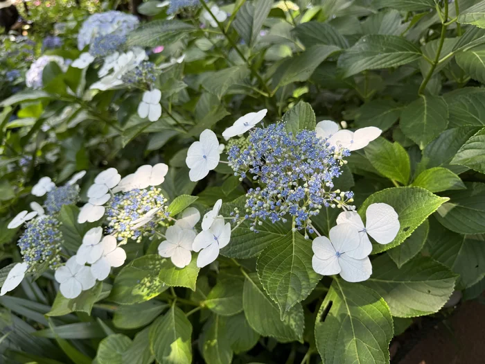 白い装飾花と青い両性花が並ぶ繊細なガクアジサイ