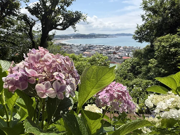 ピンクの紫陽花越しに見える相模湾の大パノラマ