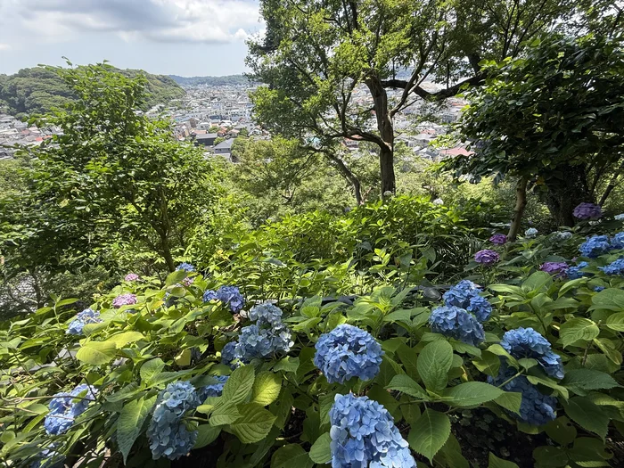 青い紫陽花の群れの先に広がる海と街並み